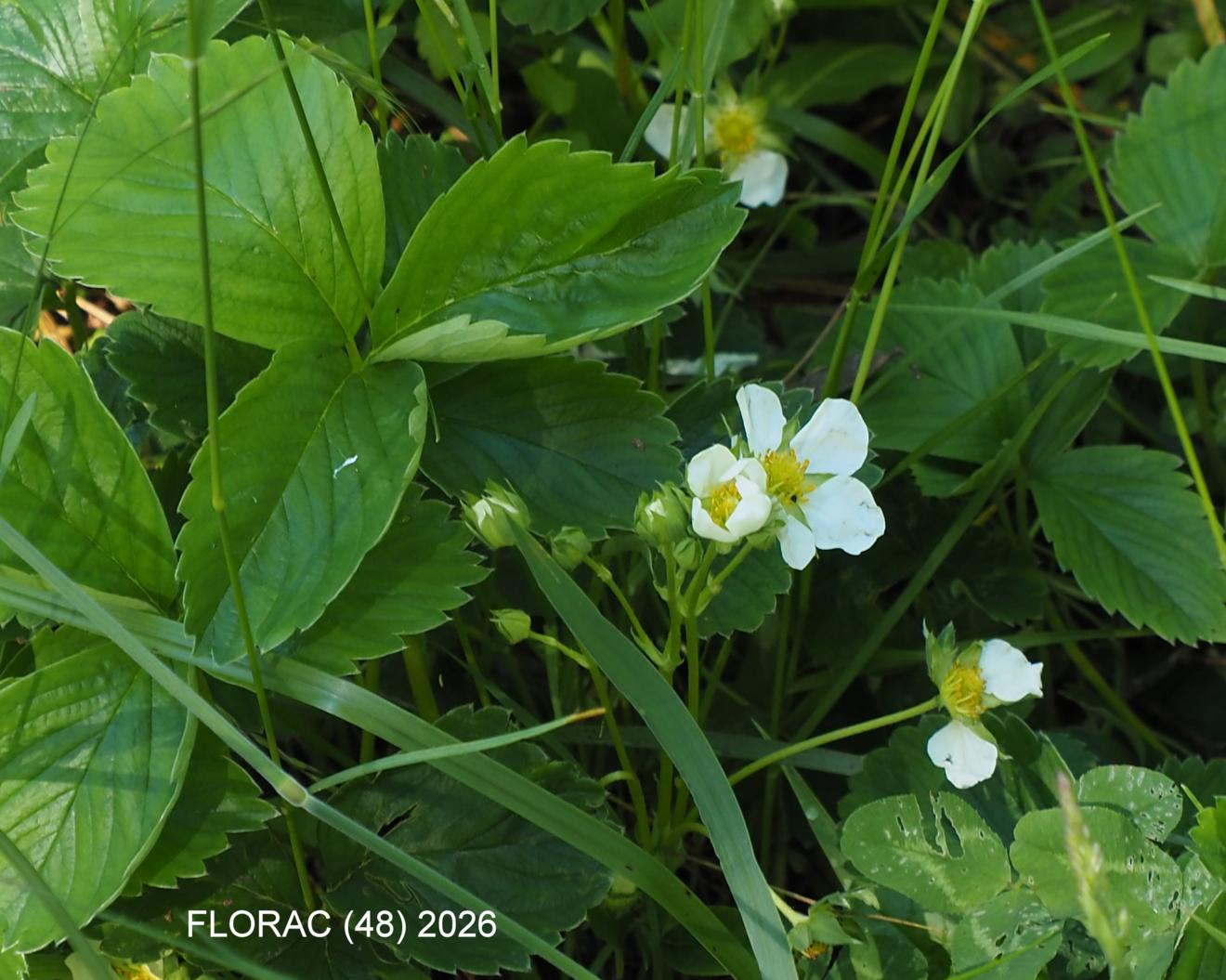Strawberry, Cultivated